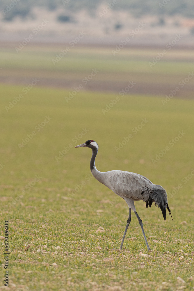 A flock of eurasian crane (Grus grus) in winter in Gallocanta A flock of eurasian crane (Grus grus) in winter in Gallocanta