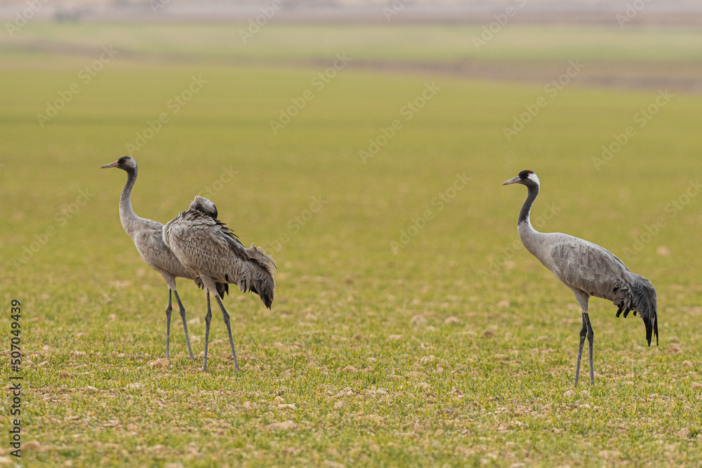Obraz premium A flock of eurasian crane (Grus grus) in winter in Gallocanta