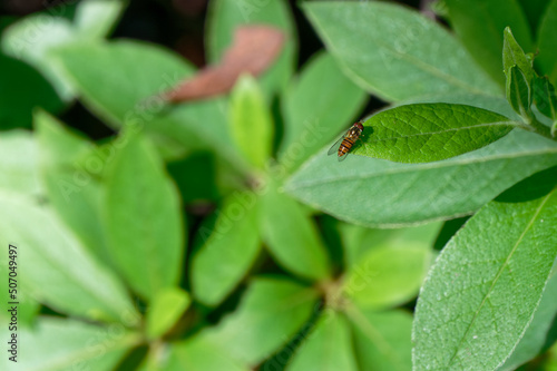 葉に止まる小さい虫