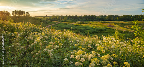 Evening landscape with green fields and hills. White umbel flowers in the foreground