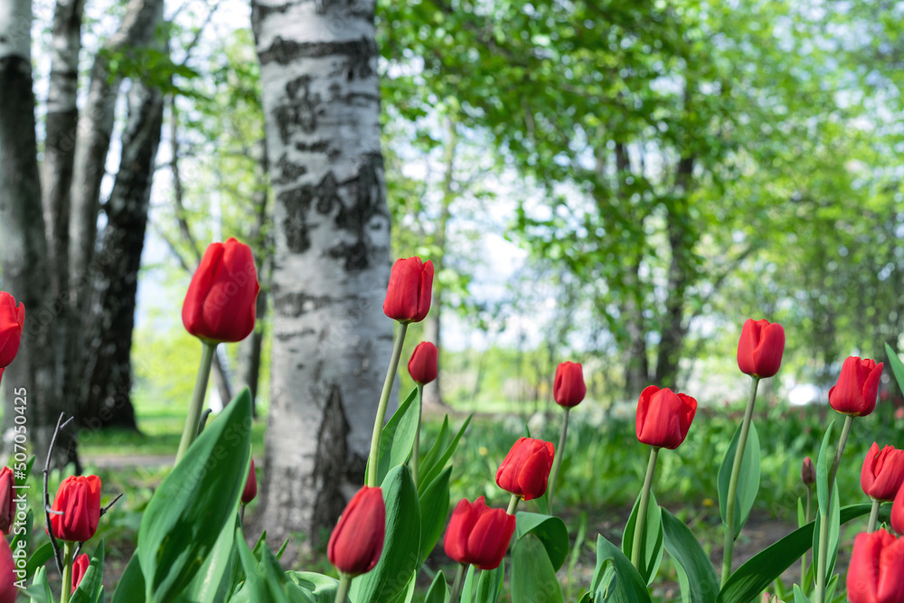 Obraz premium Red tulips at the beginning of flowering. Half-blown buds of red tulips in the spring garden.