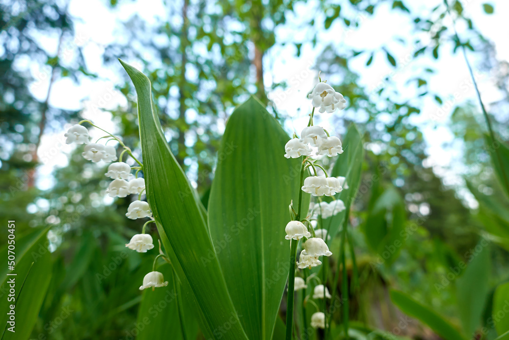 lily of the valley outdoor lily of the valley outdoor