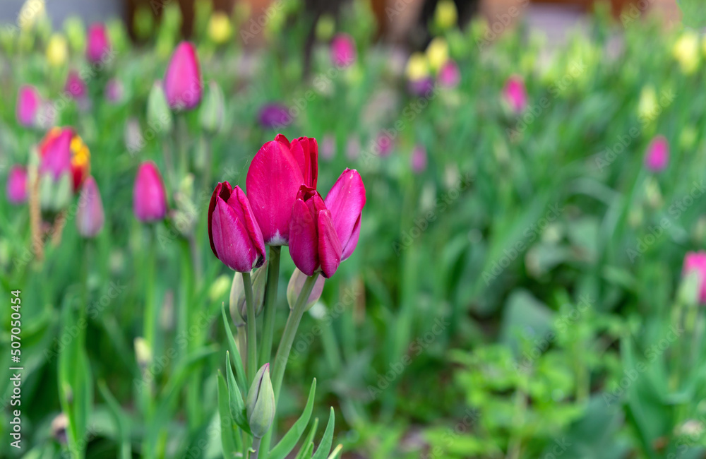 Beginning of flowering purple tulips in the spring garden. Violet tulips Gesner's.