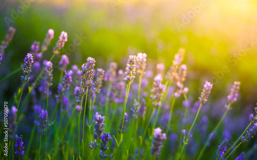 Lavender bushes closeup on sunset. Sunset gleam over purple flowers of lavender. Pannonhalma, Hungary photo