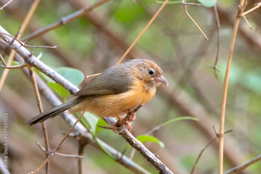 Tawny-bellied babbler (Dumetia hyperythra) also known as the rufous-bellied babbler, photographed in Mumbai in Maharashtra, India Tawny-bellied babbler (Dumetia hyperythra) also known as the rufous-bellied babbler, photographed in Mumbai in Maharashtra, India