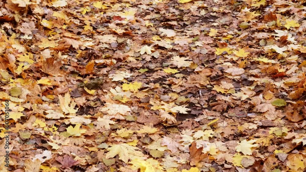 yellow and orange autumn leaves lie on the path yellow and orange autumn leaves lie on the path