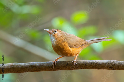 Tawny-bellied babbler (Dumetia hyperythra) also known as the rufous-bellied babbler, photographed in Mumbai in Maharashtra, India photo