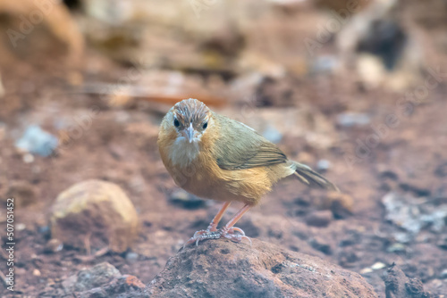 Canvas Print Tawny-bellied babbler (Dumetia hyperythra) also known as the rufous-bellied babb