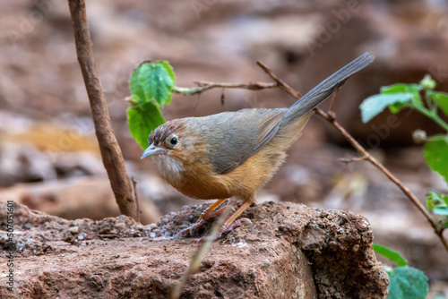 Photography Tawny-bellied babbler (Dumetia hyperythra) also known as the rufous-bellied babb