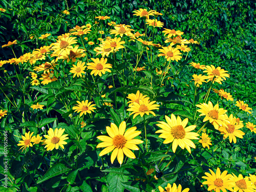 Obraz premium Yellow garden flowers - Heliopsis.