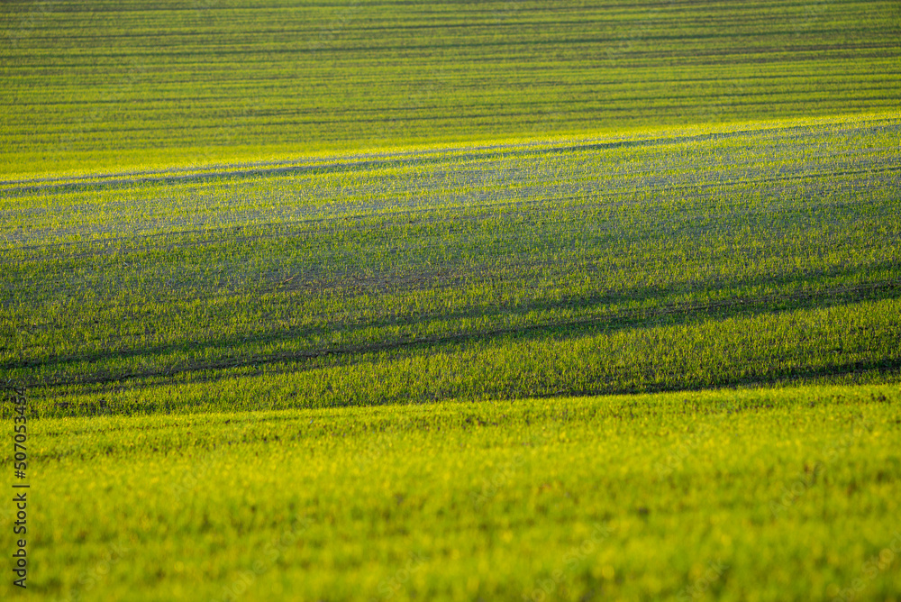 Young wheat plants grow in the field. Vegetable rows, agriculture, farmlands in Hungary Young wheat plants grow in the field. Vegetable rows, agriculture, farmlands in Hungary