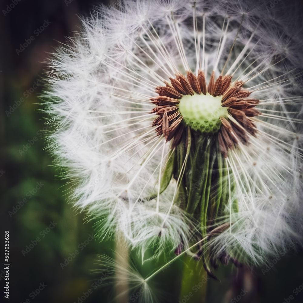 Fototapeta premium dandelion head