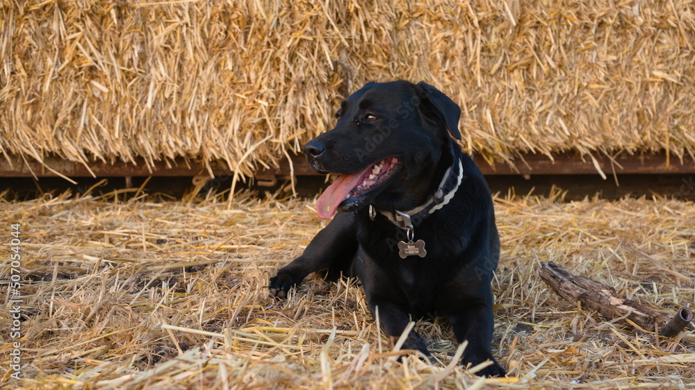 black labrador retrieverin the hay black labrador retrieverin the hay