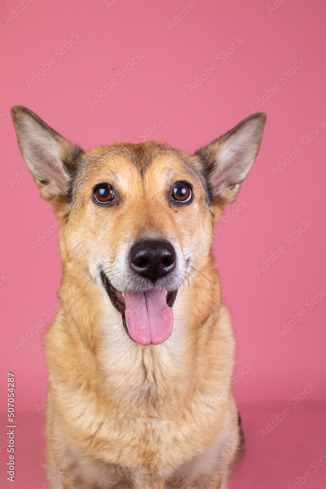 Portrait happy smiling shepherd dog Isolated on pink background