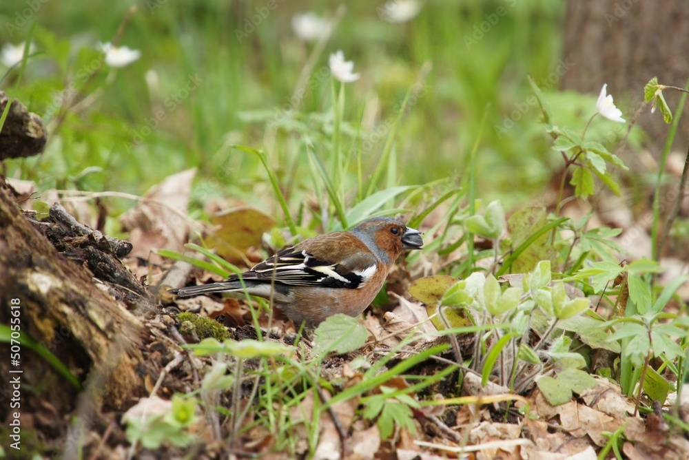 Chaffinch in the grass