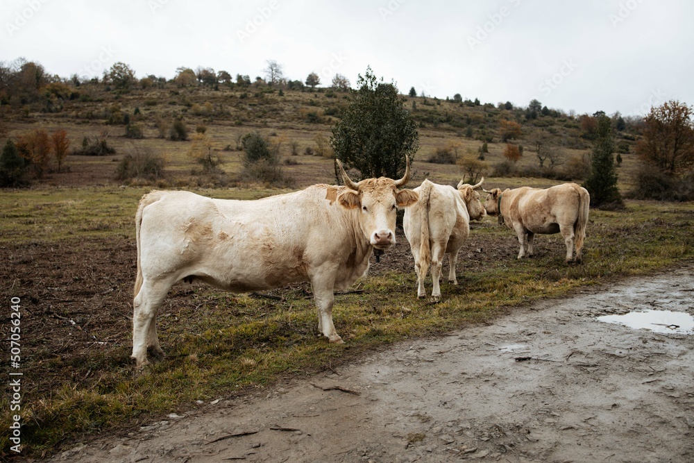 Cows on an autumn mountain pasture.Cows grazing in the meadow. Cows on an autumn mountain pasture.Cows grazing in the meadow.