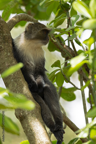 Sykes  monkey  Cercopithecus albogularis  relaxing and yawning in a tree.