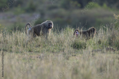 hamadryas baboon (Papio hamadryas) walking in the Nairobi national park photo