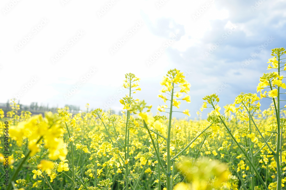 Agricultural field with rapeseed plants. Rape flowers in strong sunlight. Nature background. Agricultural field with rapeseed plants. Rape flowers in strong sunlight. Nature background.