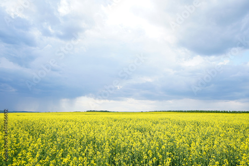 Blooming canola field. Rape on the field in summer. Flowering rapeseed with blue sky and clouds.