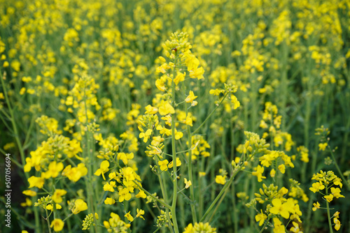 Agricultural field with rapeseed plants, close-up. Nature background.