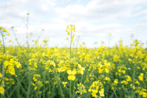 Agricultural field with rapeseed plants. Rape flowers in strong sunlight. Nature background.