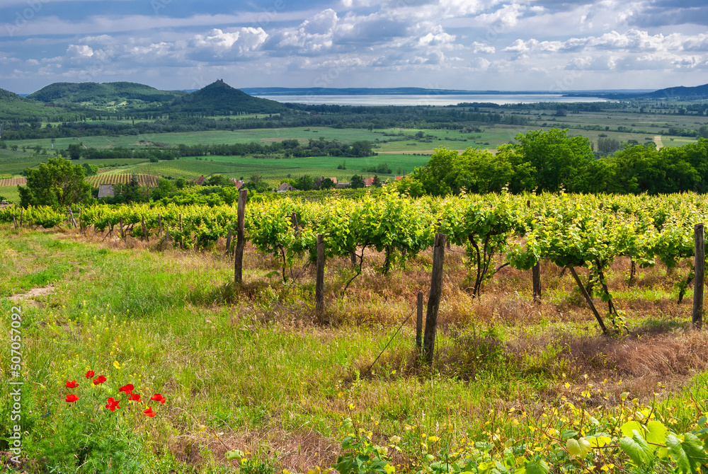 Vineyards with the Lake Balaton and the Szigliget Castle in Balaton Highlands, Hungary
