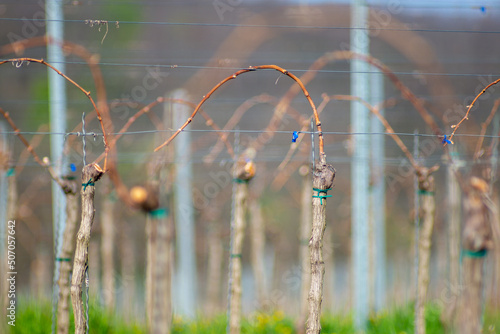 Viticulture: Vines after the pruning in the vineyard. Stuning plantation in spring. Pannonhalma Wine Region, Hungary