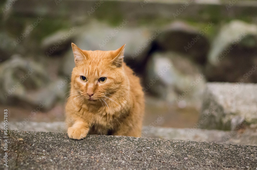 Wild cat living in a Japanese shrine Wild cat living in a Japanese shrine