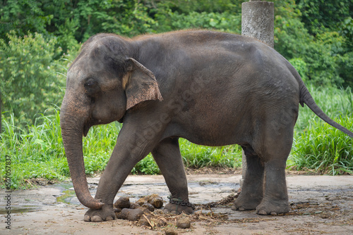 Asian elephants were raised in the pen after the completion of training at Mae Taeng Elephant Camp  Chiang Mai  Northern Thailand.