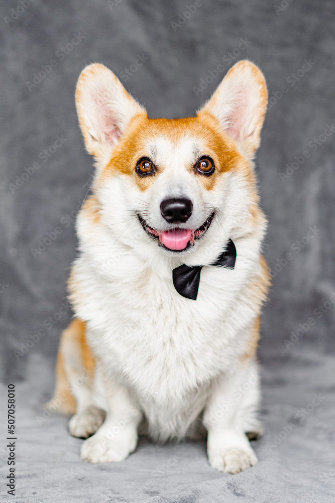 Portrait of a corgi dog with with a black bow tie . Royal dog. Queen Elizabeth dogs Portrait of a corgi dog with with a black bow tie . Royal dog. Queen Elizabeth dogs