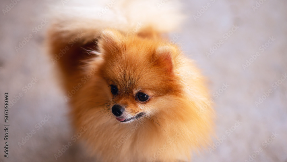 Pomeranian dog standing on the table, cute pose, in front of the house