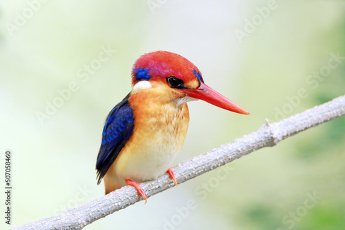 Black-backed Kingfisher on a branch in nature