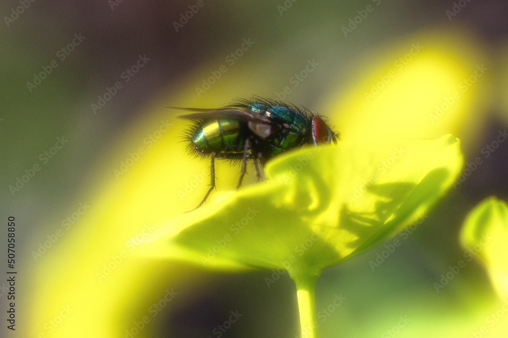 Blaugrün schillernde Fliege auf einem grünen Blatt vor einem Bokeh-Hintergrund im weichen Sonnenlicht Blaugrün schillernde Fliege auf einem grünen Blatt vor einem Bokeh-Hintergrund im weichen Sonnenlicht