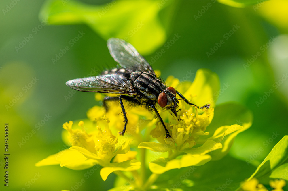 Schwarze Fliege auf gelbgrüner Blüte beim Nektar trinken Schwarze Fliege auf gelbgrüner Blüte beim Nektar trinken