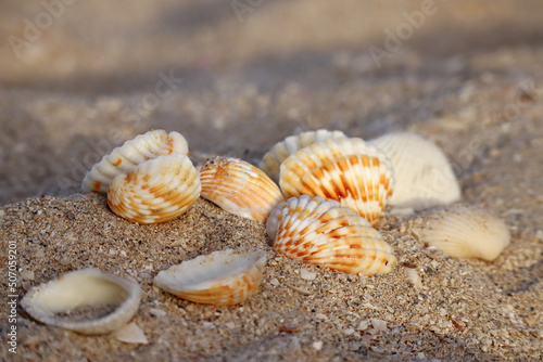 Seashells on a sandy beach at the sunset, partially blurred and unfocused