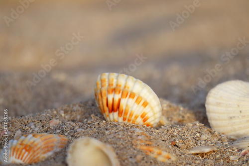 Seashells on a sandy beach at the sunset, partially blurred and unfocused