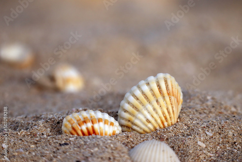 Seashells on a sandy beach at the sunset, partially blurred and unfocused © Andrei Antipov