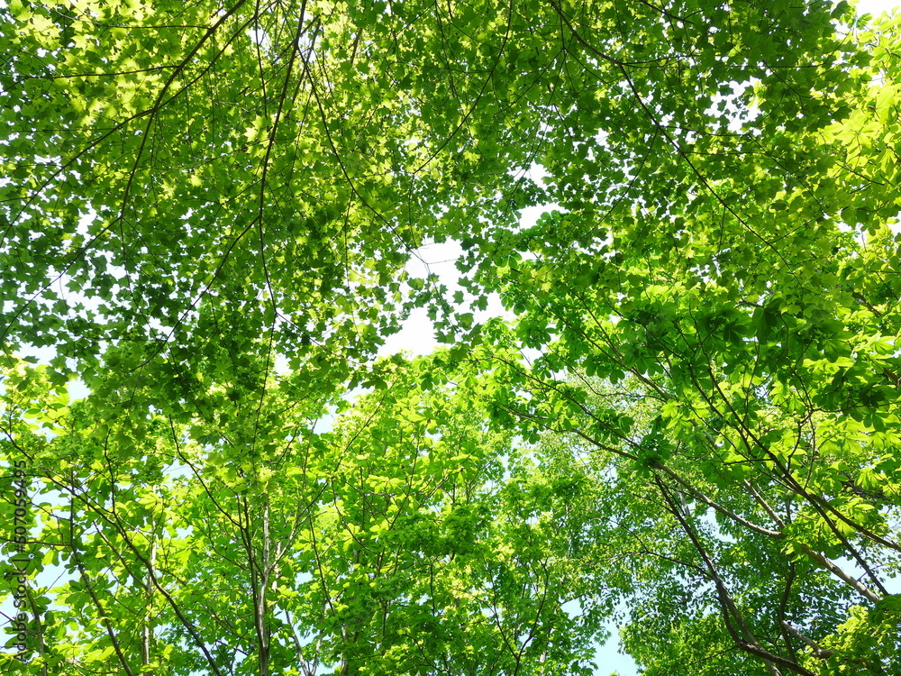 green leaves background green leaves background