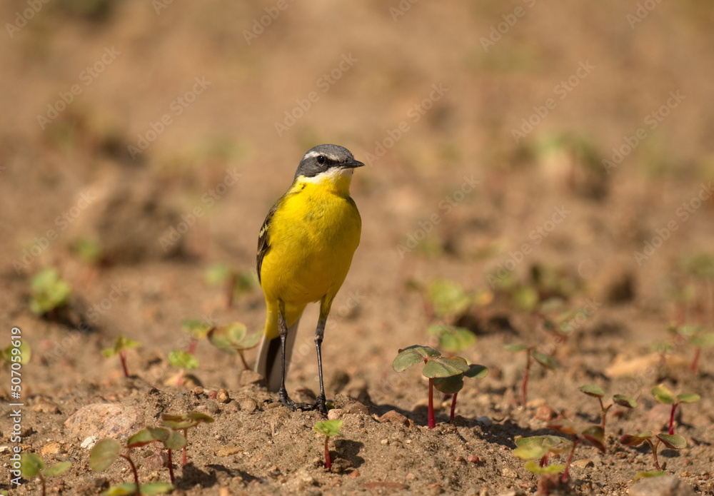 The western yellow wagtail (Motacilla flava) is a small passerine in the wagtail family Motacillidae, which also includes the pipits and longclaws. The western yellow wagtail (Motacilla flava) is a small passerine in the wagtail family Motacillidae, which also includes the pipits and longclaws.