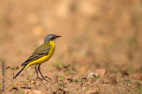 The western yellow wagtail (Motacilla flava) is a small passerine in the wagtail family Motacillidae, which also includes the pipits and longclaws. © Drozd Dmitriy