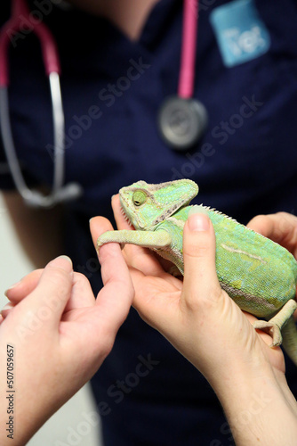 Vets holding and inspecting a green chameleon photo