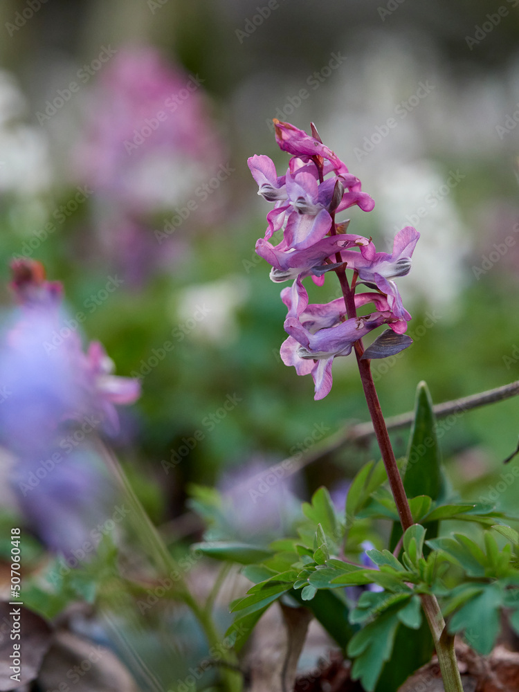 Hohle Lerchensporn, Corydalis cava, Hohlknolliger Lerchensporn Hohle Lerchensporn, Corydalis cava, Hohlknolliger Lerchensporn