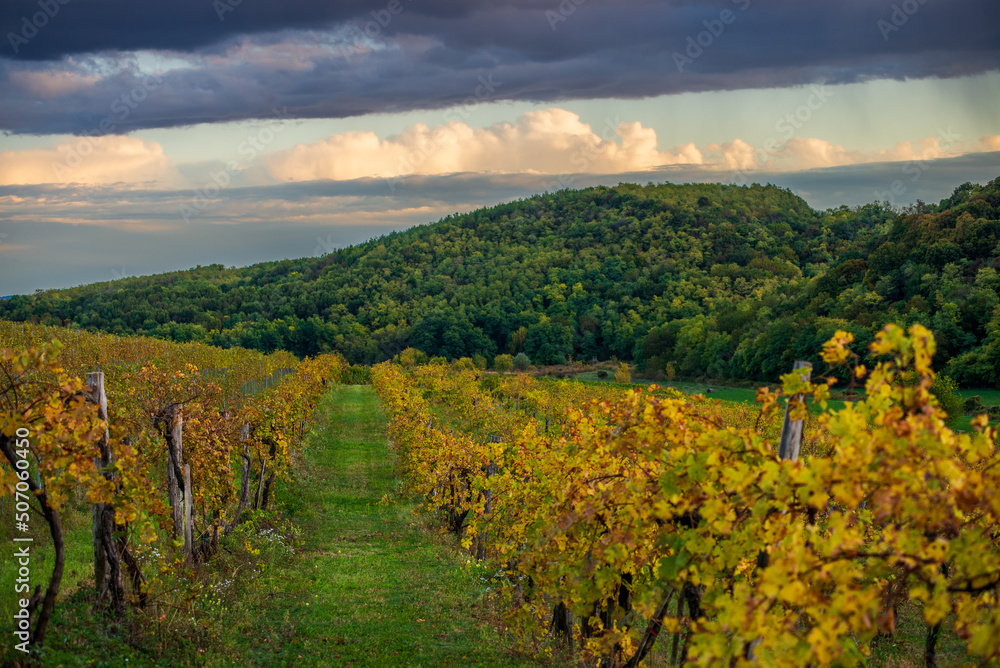 Vines in a rows. Vineyard landscape with beautiful clouds and blue sky in the autumn. Pannonhalma Wine Region in Hungary Vines in a rows. Vineyard landscape with beautiful clouds and blue sky in the autumn. Pannonhalma Wine Region in Hungary