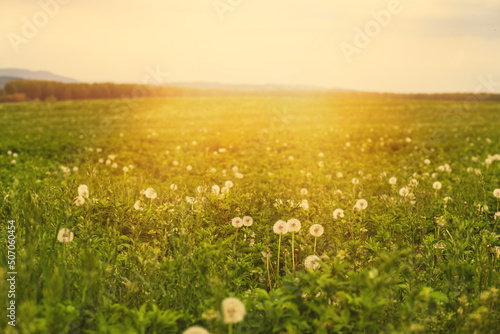 Fototapeta Naklejka Na Ścianę i Meble -  View of green lucerne field.Spring season.High quality photo