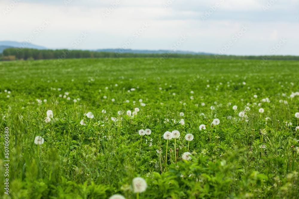 View of green lucerne field.Spring season.High quality photo View of green lucerne field.Spring season.High quality photo