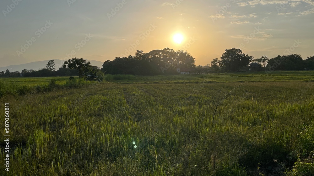 sunset over the rice field