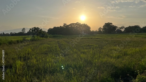 sunset over the rice field