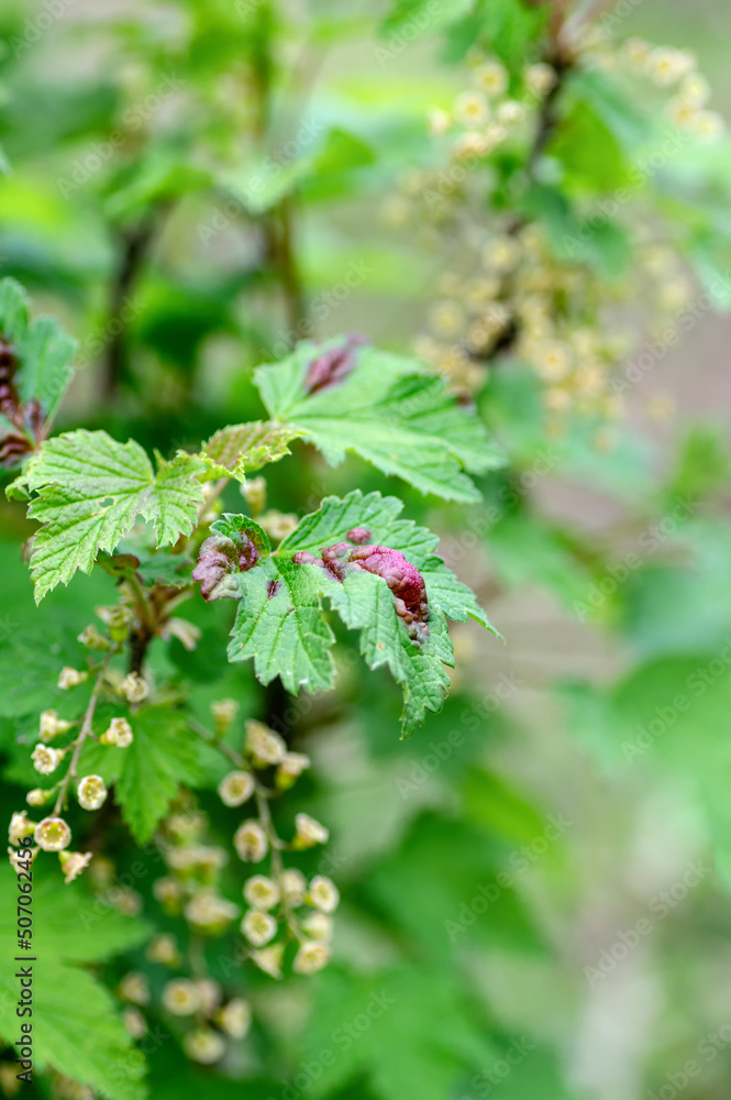 Currant branch with leaves affected by gall aphids. Red spots on currant leaves close up. Vertical crop. Currant branch with leaves affected by gall aphids. Red spots on currant leaves close up. Vertical crop.