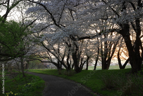 岩手県北上市 満開の北上展勝地の桜並木